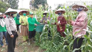 Kapolsek Kuantan Tengah Panen Jagung Manis Program Kampung Tangguh Nusantara